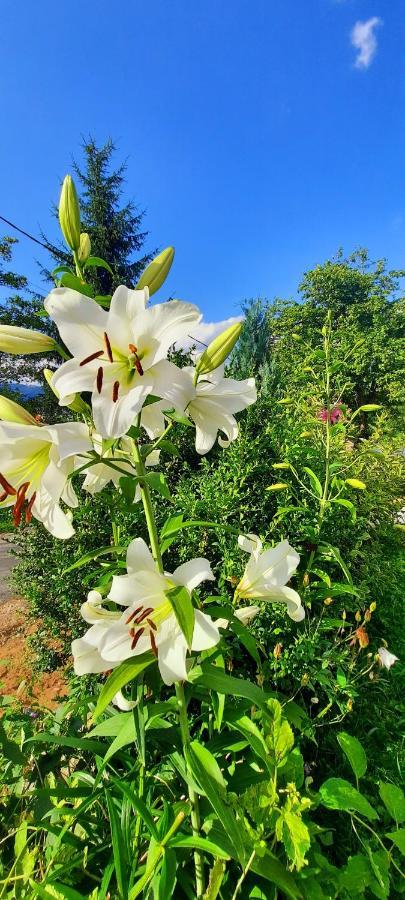 Casa Andreea Si Grigore Ursu บอร์ชา ภายนอก รูปภาพ